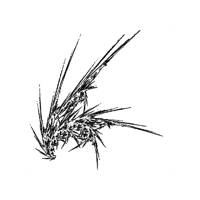 LeetCode profile picture for @ont