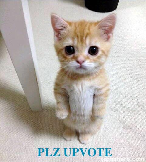 Cute-Cat.jpg