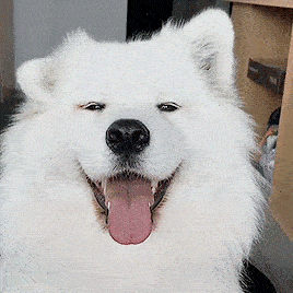 Happy Doggo Leetcode.gif