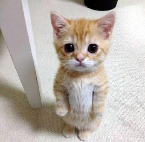 up vote catjpg.jpg