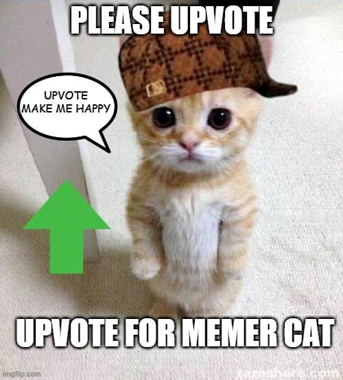 cat.jpg