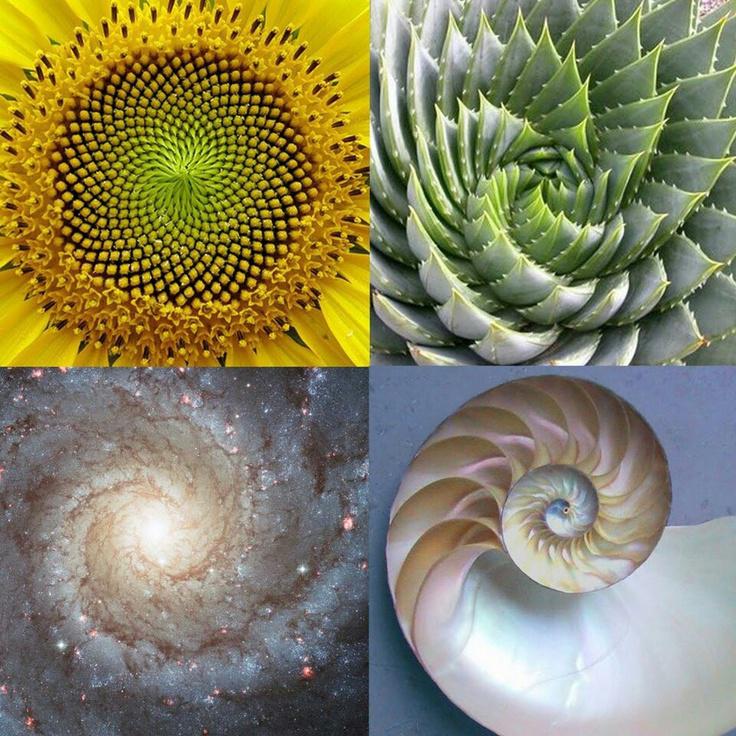 Fibonacci Natrual
