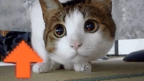 cat_upvote.gif