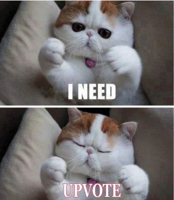 upvote cat2.png