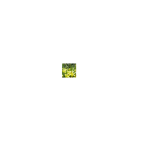 LeetCode profile picture for @sejal